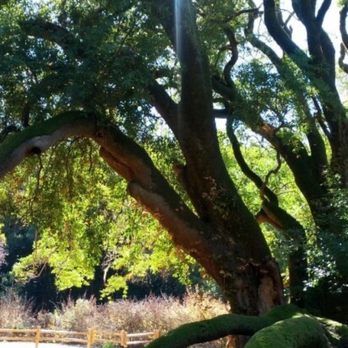 Sawyer Camp Trail - Jepson Laurel Tree - Hiking Near Me - San Mateo, California