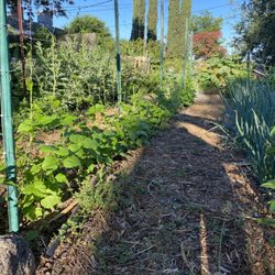 Khela Herbs - Rows of planted herbs in garden