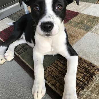 Bow Wow Babies - Little Leia - Pet Stores Near Me - Huntington, New York