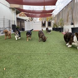 Red Rover Pet Resort - Small dogs having big fun!