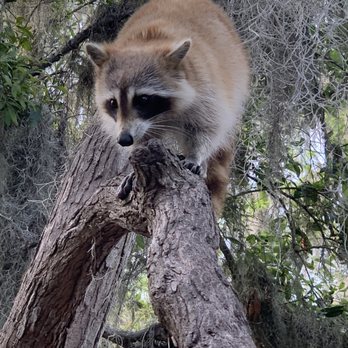 Airboat Adventures - Raccoons - Boat Tours Near Me - Lafitte, Louisiana Airboat Adventures - Raccoons - Boat Tours Near Me - Lafitte, Louisiana