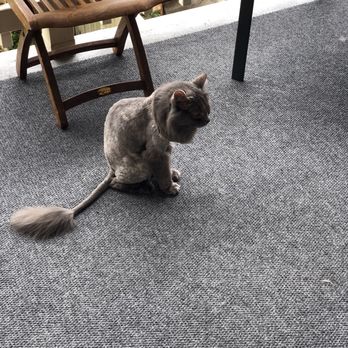 Pawsitivelypurrfect Petspaw - My kitty couldn't be happier. - Pet Groomers Near Me Pawsitivelypurrfect Petspaw - My kitty couldn't be happier. - Pet Groomers Near Me
