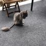 Photo of Pawsitivelypurrfect Petspaw