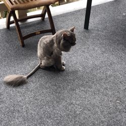 Pawsitivelypurrfect Petspaw - My kitty couldn't be happier.