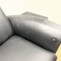 Ants everywhere pouring out of couch
