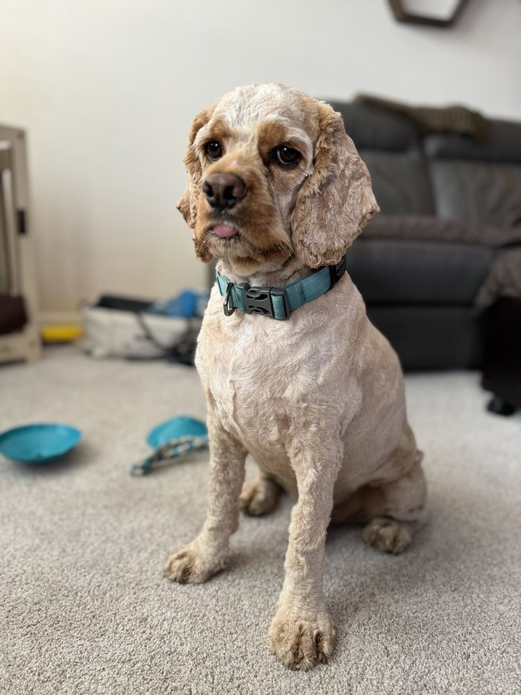 DOG MAH BOUTIQUE BARKERY AND SPA Updated September 2024 221 Photos