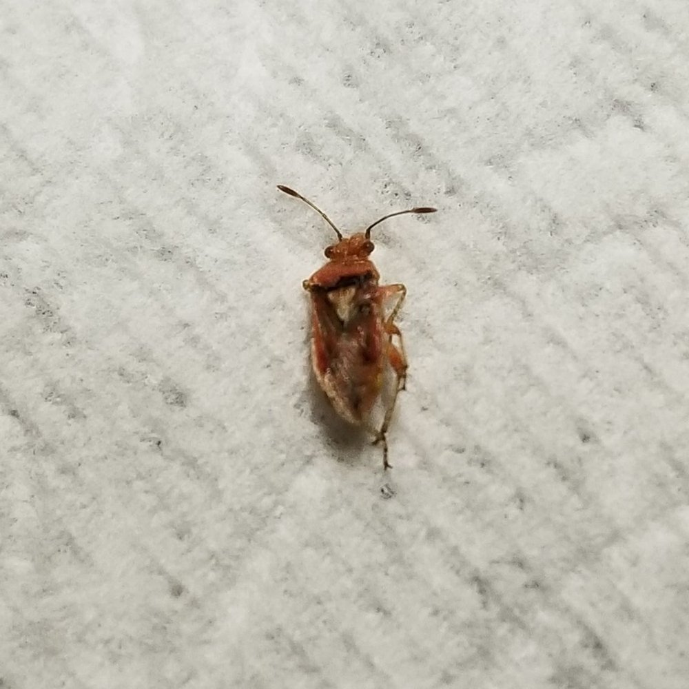 Tacos Los Potrillos - a bug on a white surface - Mexican Near Me - Rosemead, California