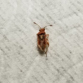Tacos Los Potrillos - a bug on a white surface - Mexican Near Me - Rosemead, California Tacos Los Potrillos - a bug on a white surface - Mexican Near Me - Rosemead, California