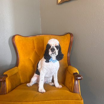 Classy Cuts - Pet Groomers Near Me - Arcadia, Florida Classy Cuts - Pet Groomers Near Me - Arcadia, Florida