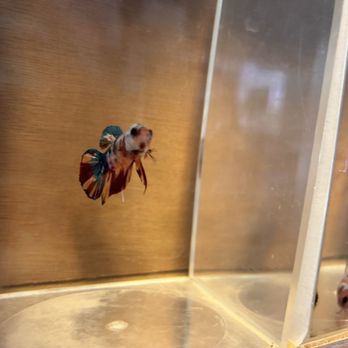 Aquatic Betta Shop - Local Fish Stores Near Me - Fresno, California