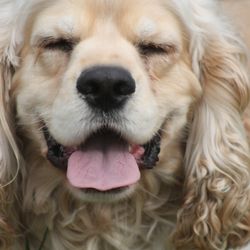 NECBT - Gordon, NECBT's friendly therapy dog.