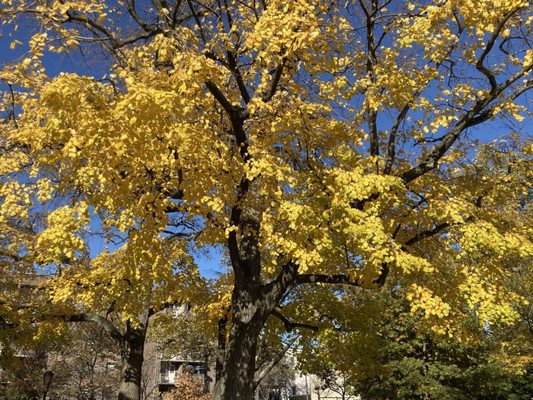 Herbert Von King Park by null