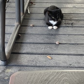Triple J's Smokehouse - Lil kitty - Barbeque Near Me - Houston, Texas Triple J's Smokehouse - Lil kitty - Barbeque Near Me - Houston, Texas