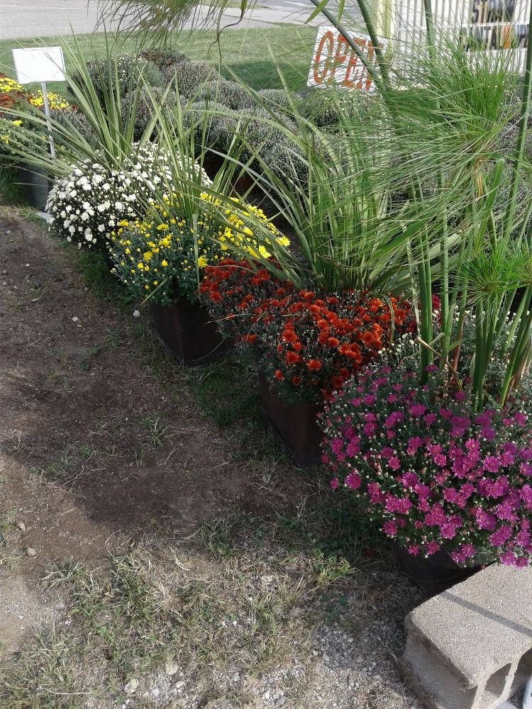 R&C GREENHOUSE & PRODUCE Updated July 2024 18 Photos 424 E 9th St