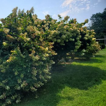 Salt Air Farm - Acres of hydrangeas - 8/26/2022 - Attraction Farms Near Me - Cutchogue, New York