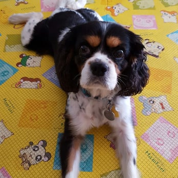 Bubble Doggie - Pet Groomers Near Me - La Mirada, California