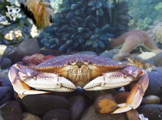 Pacific Seafood Fish Market by null
