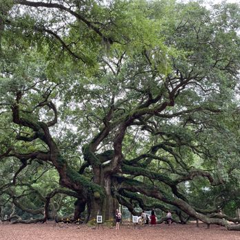 Angel Oak - Parks Near Me - Johns Island, South Carolina Angel Oak - Parks Near Me - Johns Island, South Carolina