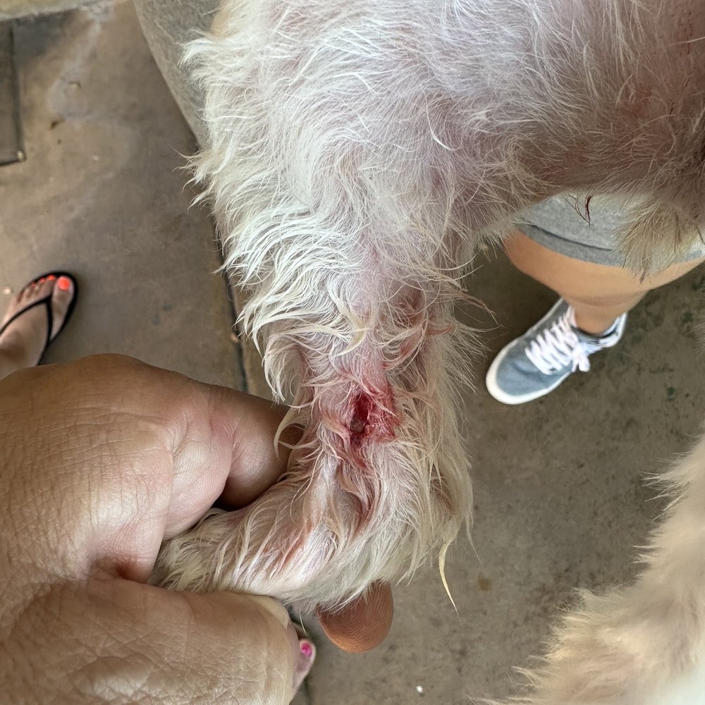 Happy Dog Grooming - My dogs wound - Pet Groomers Near Me - Ontario, California Happy Dog Grooming - My dogs wound - Pet Groomers Near Me - Ontario, California
