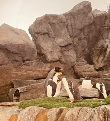 Saint Louis Zoo by null