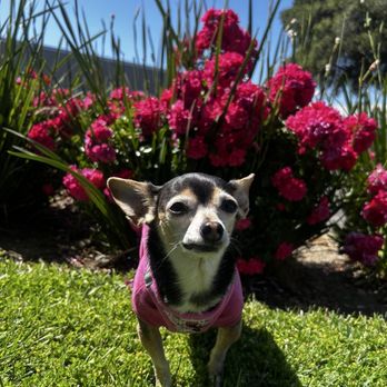 Doggie Grooming Styles - Mia - Pet Groomers Near Me - Campbell, California Doggie Grooming Styles - Mia - Pet Groomers Near Me - Campbell, California