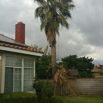 Rivera Tree Service - Palm tree trimming. - Tree Services Near Me Rivera Tree Service - Palm tree trimming. - Tree Services Near Me