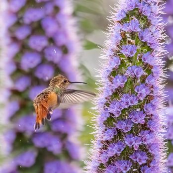 Sea Terrace Community Park - Hummingbird feeding on Pride of Madeira flowers | IG @moniquedao - Parks Near Me - Dana Point, California Sea Terrace Community Park - Hummingbird feeding on Pride of Madeira flowers | IG @moniquedao - Parks Near Me - Dana Point, California