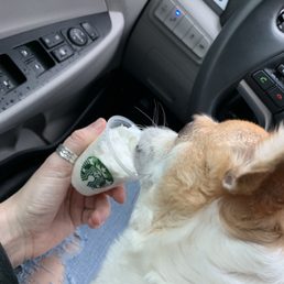 Pup Cup