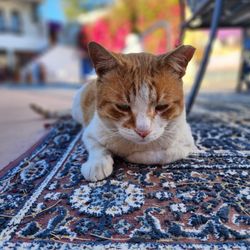 El Morocco Inn & Spa - Bruno, the Lord of the manor