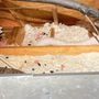 Photo of Patriot Wildlife & Home Repair