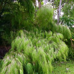 Tradewinds Bamboo Nursery - Otatea acuminata or Mexican Weeping bamboo, one of the most beautiful bamboos has produced hundreds of new seedlings. See our website.