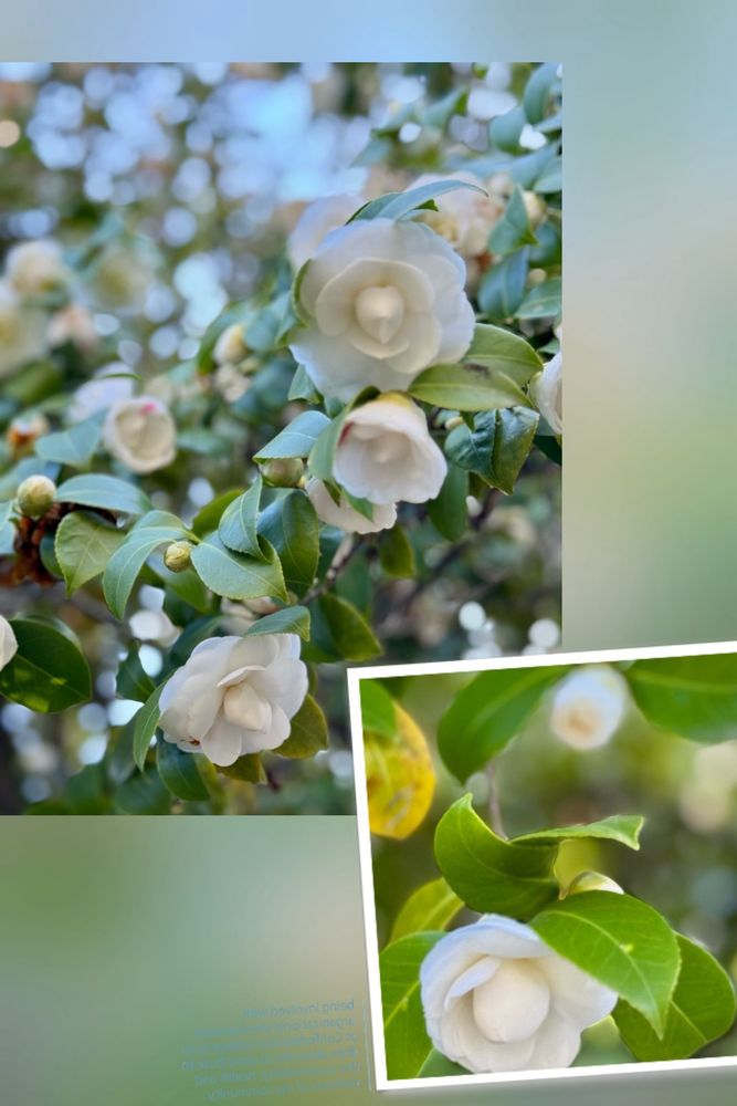 Capitol Park - veterans service organization in Sacramento, CA