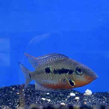 Reef Life Aquariums - Pet Stores Near Me - Birmingham, Alabama Reef Life Aquariums - Pet Stores Near Me - Birmingham, Alabama