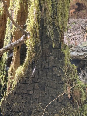 Montgomery Woods State Natural Reserve by null