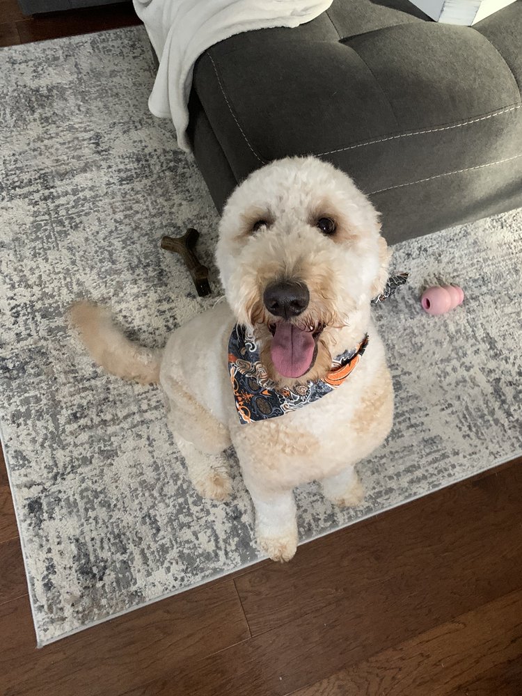 BARKZ Updated May 2024 2100 Constitution Ave, Olean, New York Pet