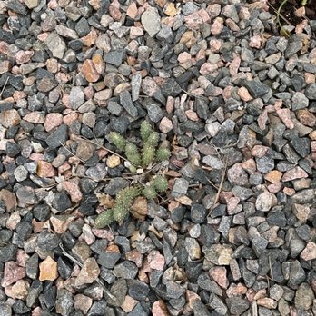 The Cactus Man - Potato cactus referenced in the review. - Nurseries & Gardening Near Me - Lakewood, Colorado The Cactus Man - Potato cactus referenced in the review. - Nurseries & Gardening Near Me - Lakewood, Colorado