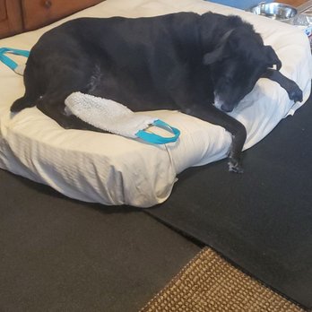 Pets to Vets - Pet Transportation Near Me