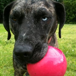 Native Dog Wellness - Summertime fetch