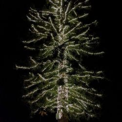 Meyer Park and Swimming Pool - Huge tree, covered in lights. "Natural" cellphone shot.
