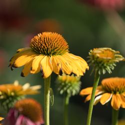 Ecinacea Delicious Candy Coneflower