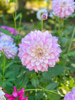 Ropes Mansion and Garden by null