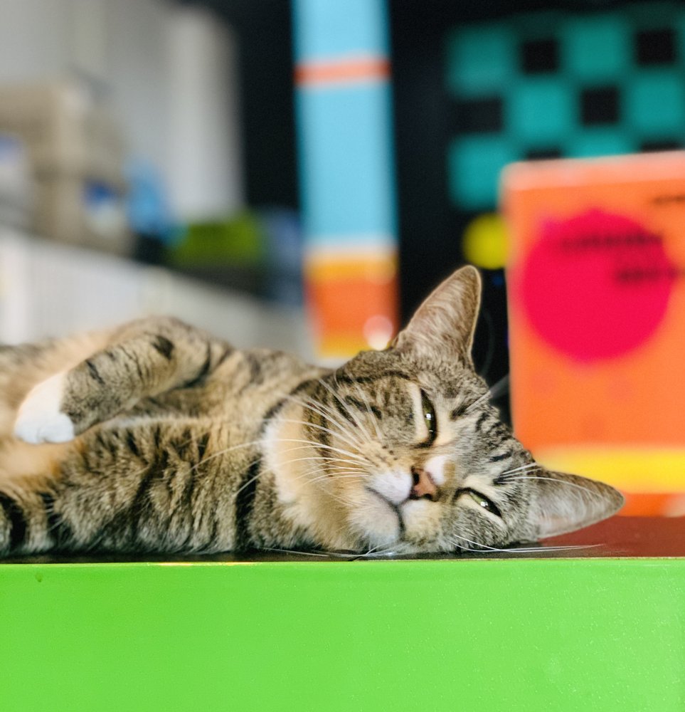 Sohocats Luxury Feline Hotel Image