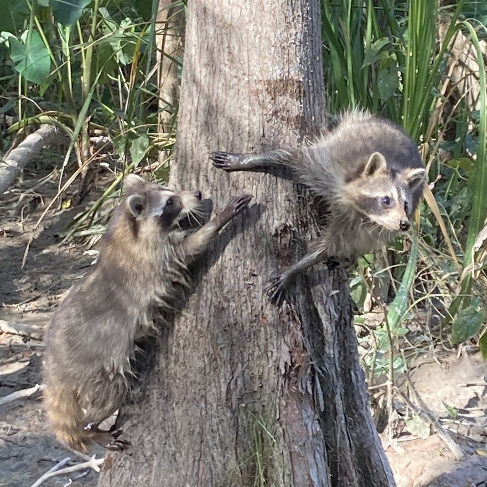 Pearl River Swamp Tours - Tours Near Me - Slidell, Louisiana Pearl River Swamp Tours - Tours Near Me - Slidell, Louisiana