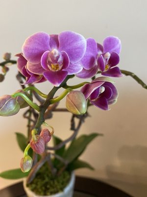 Le Jardin Français Boutique by null