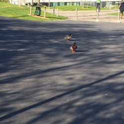 UCD