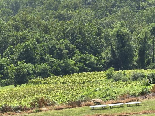 Chester Gap Cellars by null