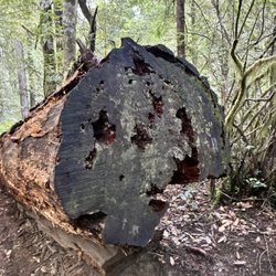 Lady Bird Johnson Grove - Fallen redwood