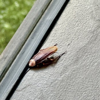 Omni Charlotte Hotel - Cockroaches roughly 2 inches big! - Hotels Near Me - Charlotte, North Carolina Omni Charlotte Hotel - Cockroaches roughly 2 inches big! - Hotels Near Me - Charlotte, North Carolina