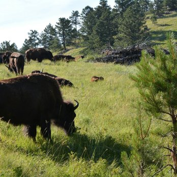 Custer State Park - Buffalos - Parks Near Me - Custer, South Dakota