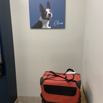 Coyne Veterinary Center Westfield - Exam room - Veterinarians Near Me - Westfield, Indiana